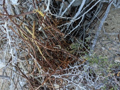 Phoradendron brachystachyum