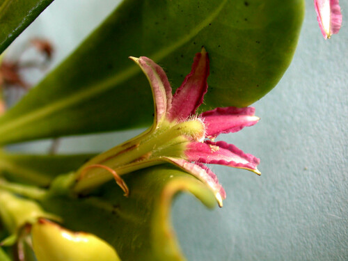 Scaevola paulayi observed 2003-07-21