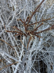 Phoradendron brachystachyum