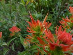 Castilleja pruinosa