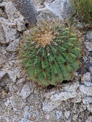 Ferocactus diguetii