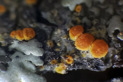 Athallia pyracea