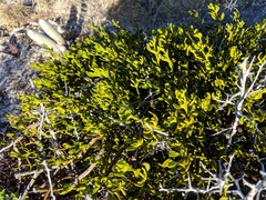 Phoradendron brachystachyum