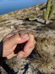 Phyllodactylus nocticolus