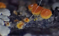 Athallia pyracea