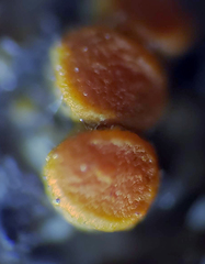 Athallia pyracea
