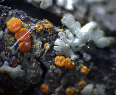 Athallia pyracea