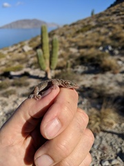 Phyllodactylus nocticolus