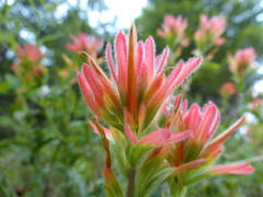 Castilleja pruinosa
