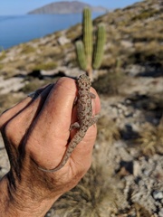 Phyllodactylus nocticolus