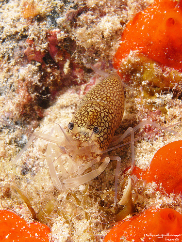 Representative image of Gnathophyllum elegans