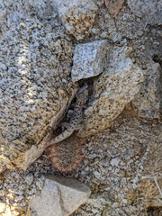 Phyllodactylus nocticolus