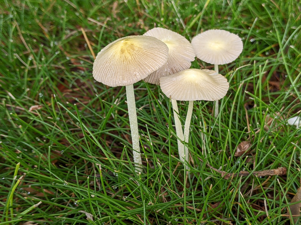 Bolbitius sp. 'titubans-MI01'