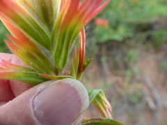Castilleja pruinosa