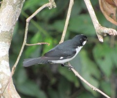 Sporophila lineola
