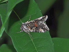 Syngrapha interrogationis