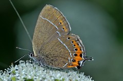 Satyrium pruni