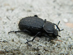 Scotobius pilularius