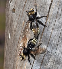 Laphria gibbosa