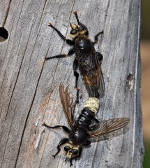 Laphria gibbosa