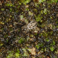 Drapetisca alteranda