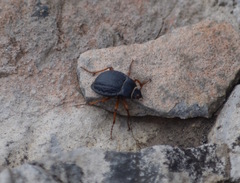 Nyctelia crassecostata