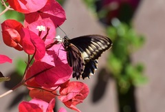 Battus polydamas psittacus