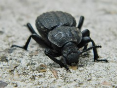 Scotobius pilularius