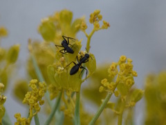 Camponotus morosus