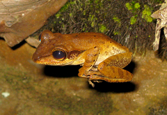 Polypedates macrotis