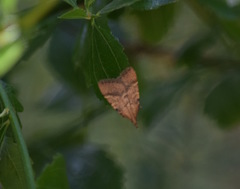 Oedmatodes chilensis