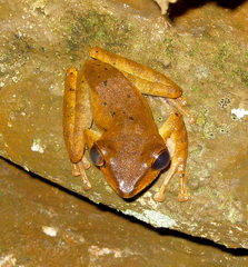 Polypedates macrotis