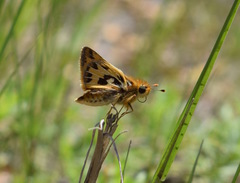 Hylephila fasciolata