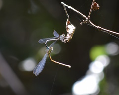 Lestes undulatus