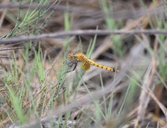 Erythrodiplax corallina