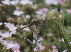 Erythrodiplax connata