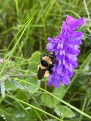 Bombus borealis image