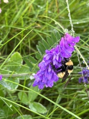 Bombus borealis image