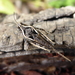 Hedotettix pulchellus - Photo (c) Jane Trembath, alguns direitos reservados (CC BY-NC), uploaded by Jane Trembath