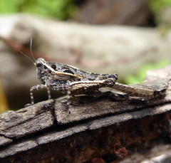 Hedotettix pulchellus