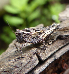 Hedotettix pulchellus