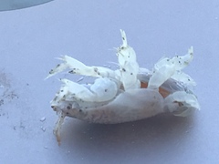 Emerita portoricensis