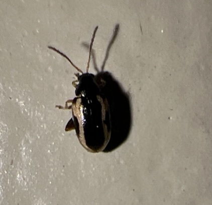 Zimmerman's Flea Beetle