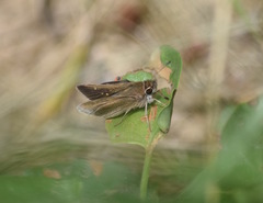 Lerodea eufala concepcionis