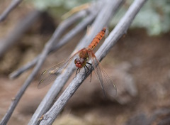 Erythrodiplax corallina