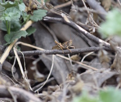 Schistocerca cancellata