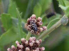 Pterotaenia