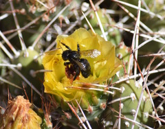 Trichothurgus aterrimus