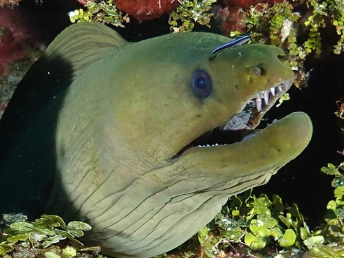 Green Moray