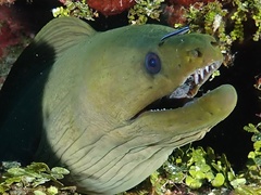 Green Moray photo 4